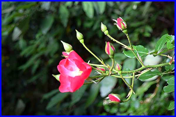 Wild Rose