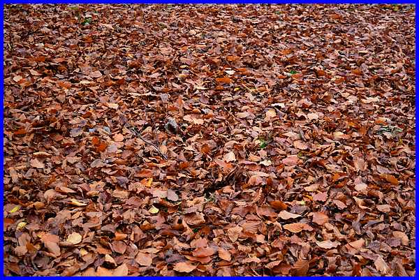Autumn Leaves