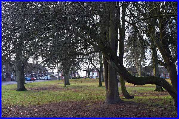 Branches Everywhere