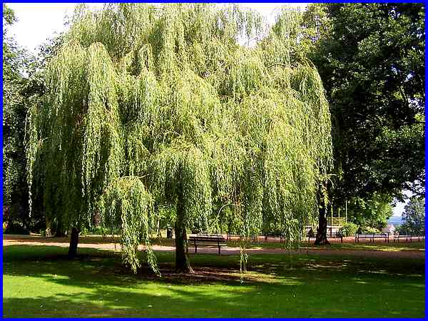 Golden Weeping Willow