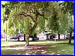 Golden Weeping Willow