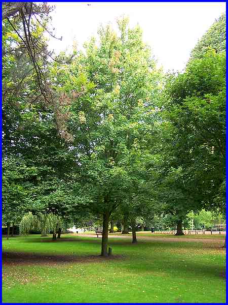 Silver Maple