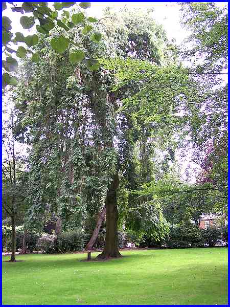 Weeping Ash