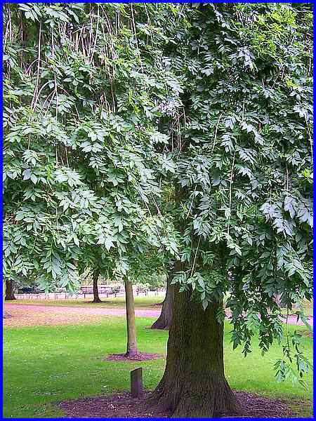 Leafy Cascade