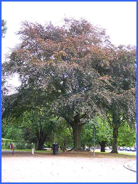 Copper Beech