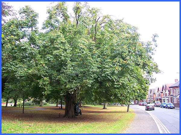 Horse Chestnut