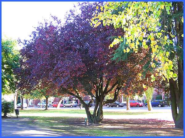 Purple Leaved Plum