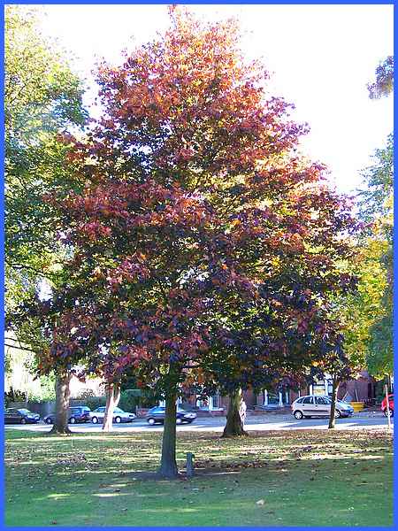 Acer Crimson King