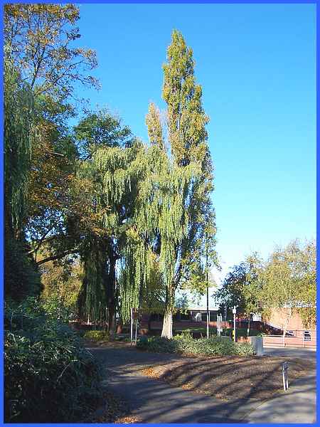 Lombardy Poplar