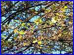 Field Maple Leaves