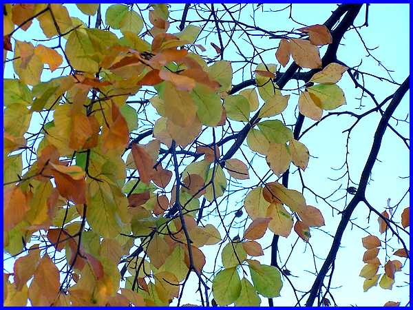 Beech Leaves