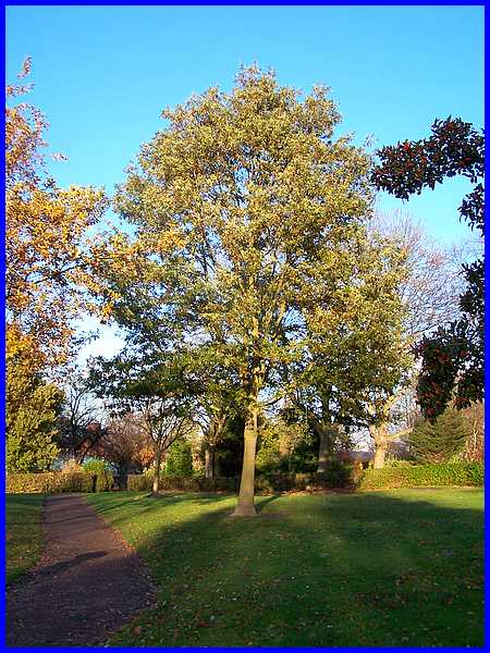 Turkey Oak