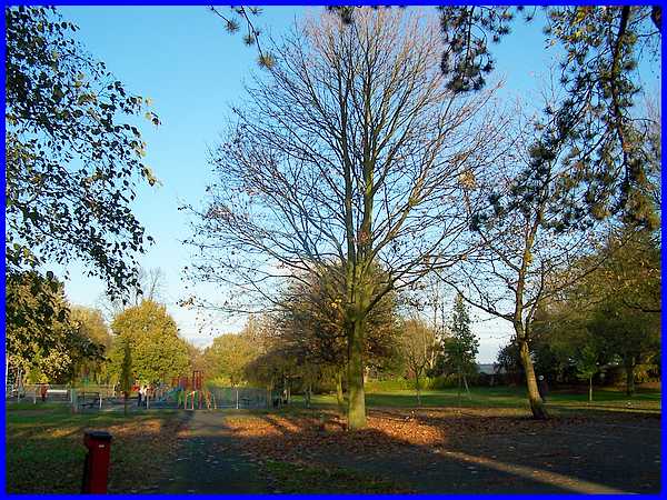 Norway Maple