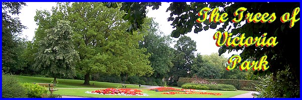 The Trees Of Victoria Park