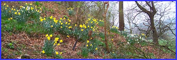 Daffodils In The Wood