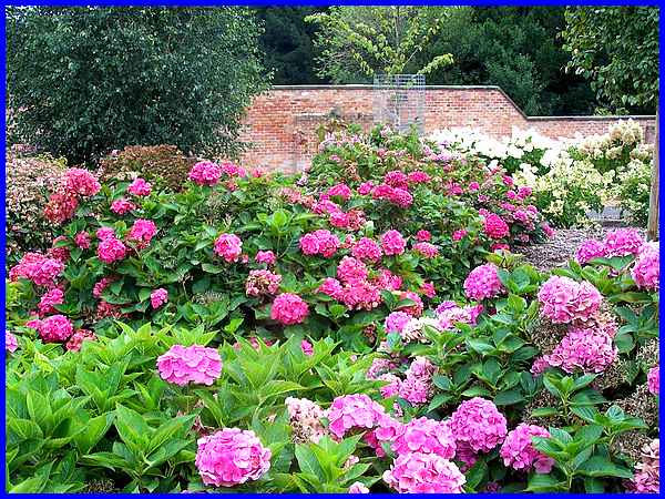 Hydrangeas