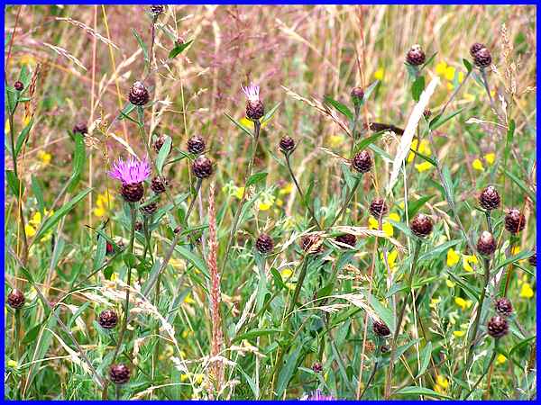 Nature Reserve