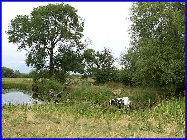 Paddling Cattle