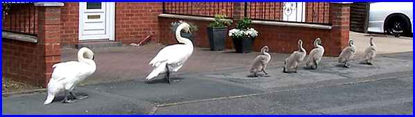 Swans & Cygnets