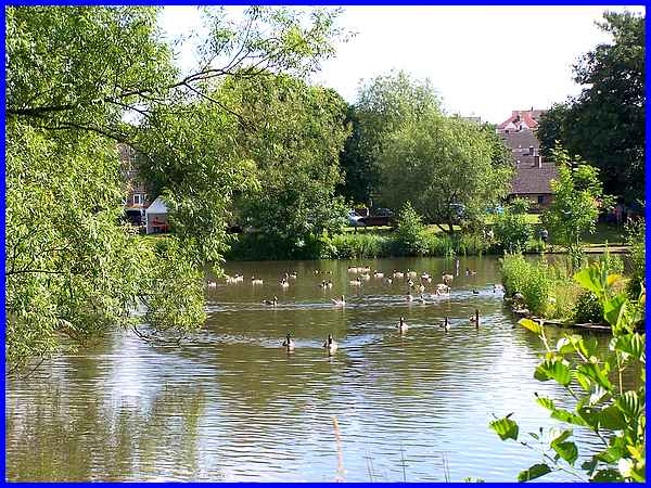 Canada Geese