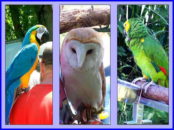 Parrots and Owl